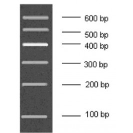 100-600bp Low Range DNA Marker B, Ready-to-use
