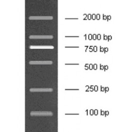 100-2000bp DNA Marker, Ready-to-use