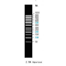 100-1000bp DNA Marker, Ready-to-use