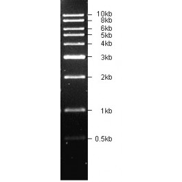 500-10000bp DNA Marker, Original Form