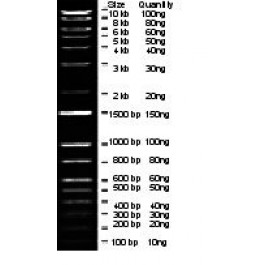 100 bp-10 Kb Wide Range DNA Logical Marker, Ready-to-use