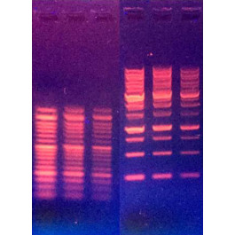 Eco-Red-DNA Dye, ready to use