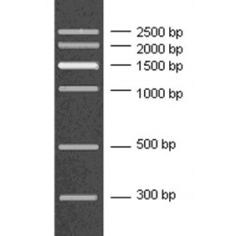 300-2500bp DNA Marker, Ready-to-use