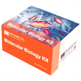 5X All-In-One RT MasterMix (with Genomic DNA Removal Kit)