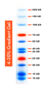 10-250kDa Wide Range Blue-Red Two Color Protein Ladder, Prestained, 100ul