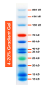 10-250kDa Wide Range Blue-Red-Green Three Color Protein Ladder, Prestained, 500ul