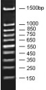 50-1500bp DNA Marker, Ready-to-use