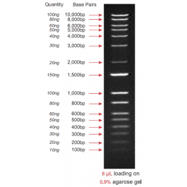 1Kb Plus DNA Ladder, Ready-to-use