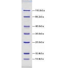 14.4-116kDa Wide Range Protein Molecular Weight Marker, Unstained