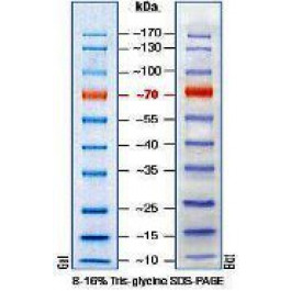 10-170kDa Wide Range Protein Molecular Weight Marker, Prestained