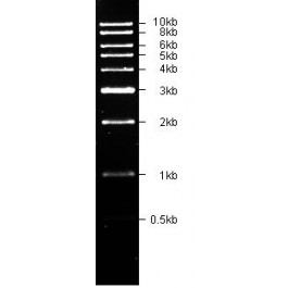 500-10000bp DNA Marker, Ready-to-use