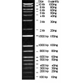 100 bp-10 Kb Wide Range DNA Logical Marker, Original Form