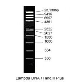 Lambda DNA/HindIII Plus, Ready-to-use