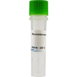 CXCL16, murine (mouse)