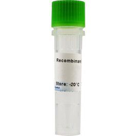 GM-CSF, Granulocyte Macrophage Colony Stimulating Factor, murine (mouse)