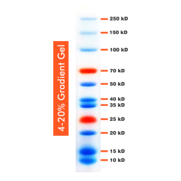 10-250kDa Wide Range Blue-Red Two Color Protein Ladder, Prestained, 500ul