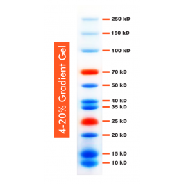 10-250kDa Wide Range Blue-Red Two Color Protein Ladder, Prestained