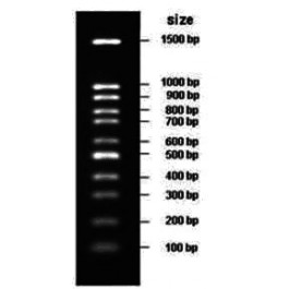 100-1500bp DNA Marker, Original Form