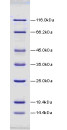 14.4-116kDa Wide Range Protein Molecular Weight Marker, Unstained