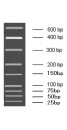 25-500bp Low Range DNA Marker A, Ready-to-use