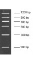 100-1200bp DNA Marker, Ready-to-use