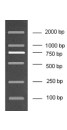 100-2000bp DNA Marker, Ready-to-use