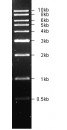 500-10000bp DNA Marker, Original Form