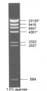 Lambda DNA/HindIII Marker, Ready-to-use