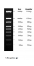 100-1500bp DNA Marker, Ready-to-use