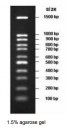 100-1500bp DNA Marker, Ready-to-use