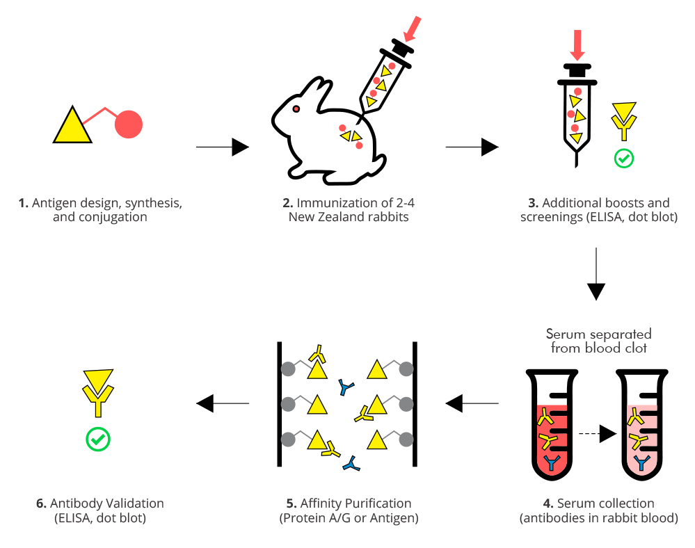 Polyclonal antibodies